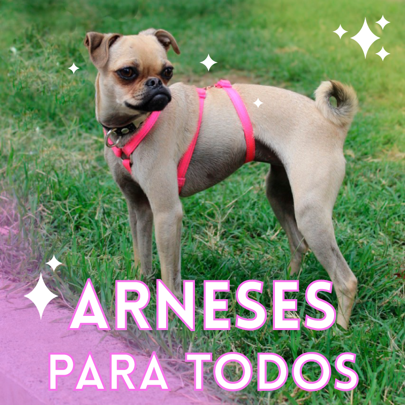 Voz animal tarjeta-1a